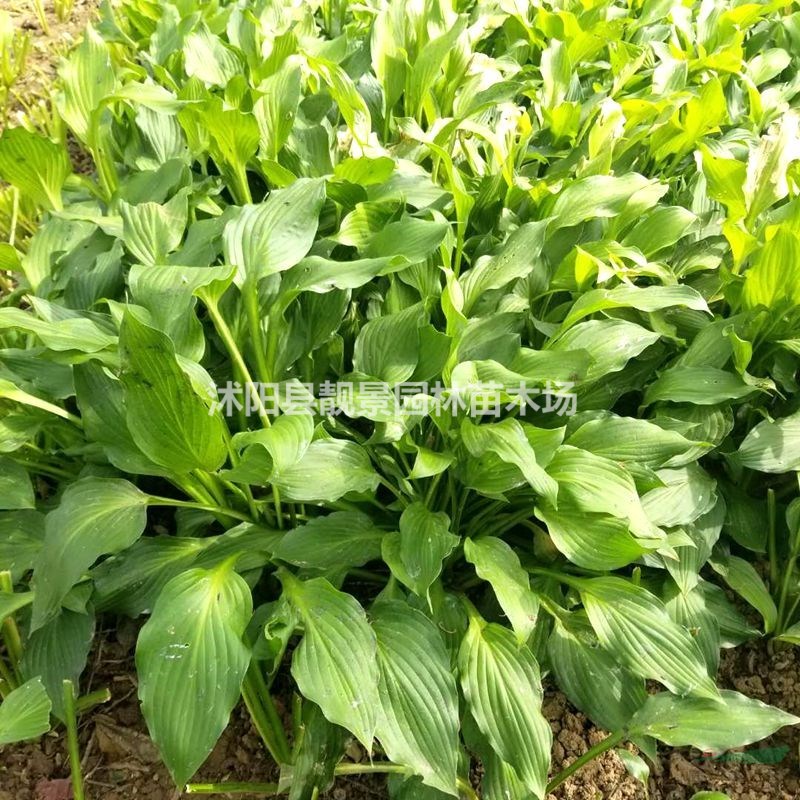 玉簪树苗 花叶玉簪一株多少钱