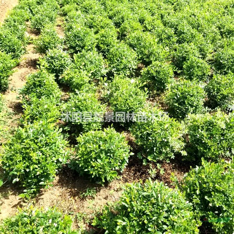 水蜡苗产地 水蜡毛球一株多少钱