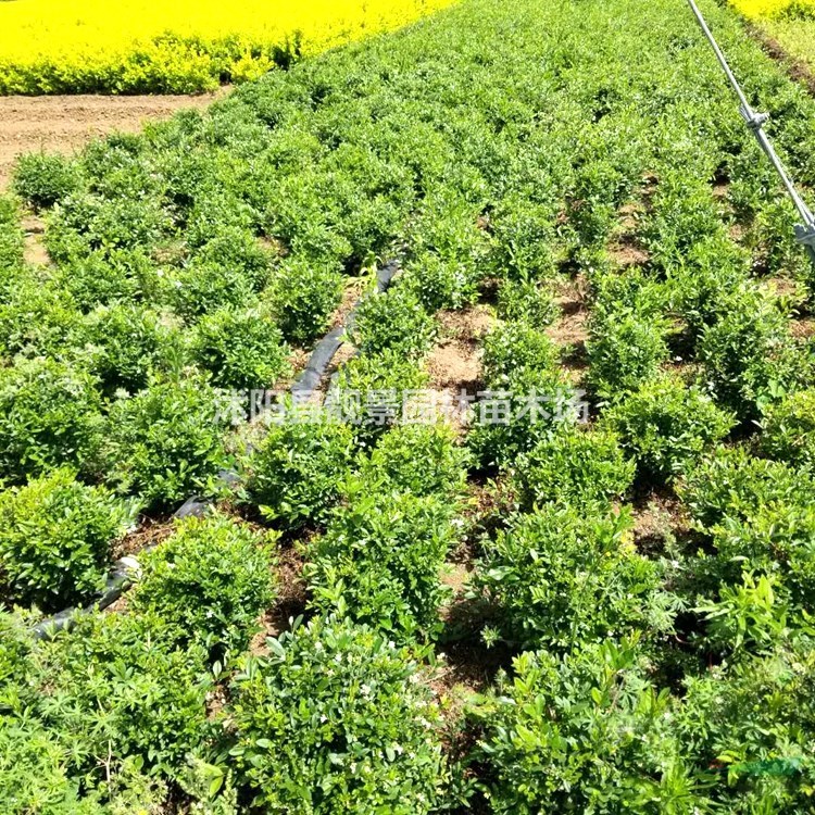 水蜡苗产地 水蜡毛球一株多少钱