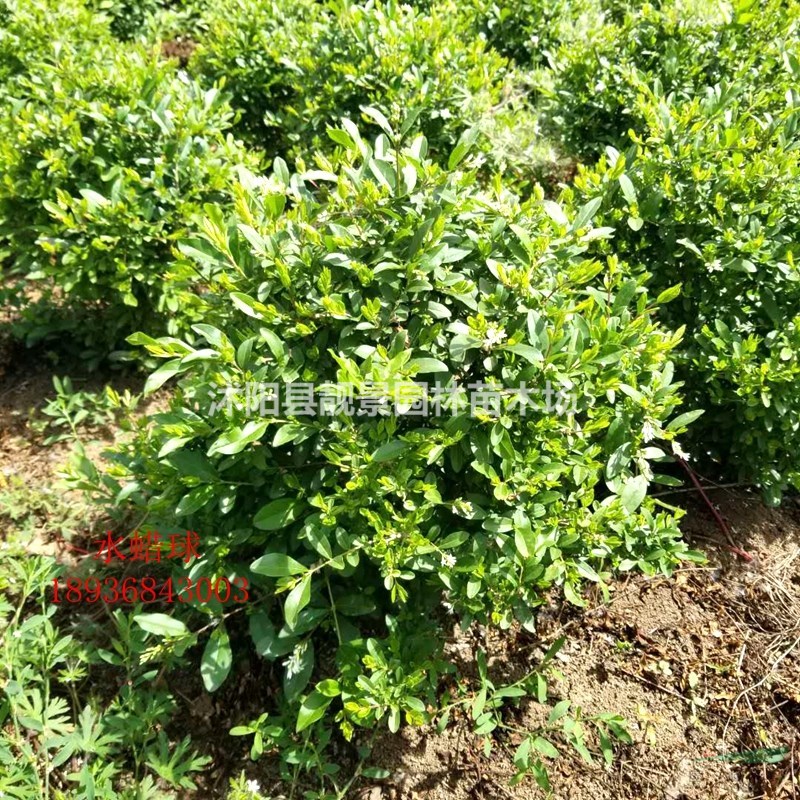 水蜡苗产地 水蜡毛球一株多少钱