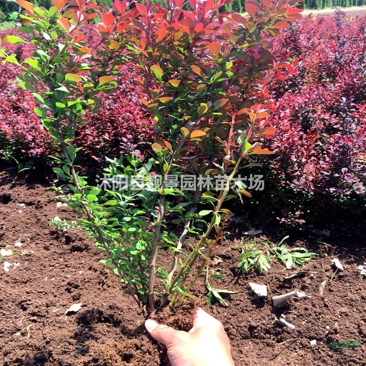 红叶小檗产地 红叶小檗毛球一株多少钱