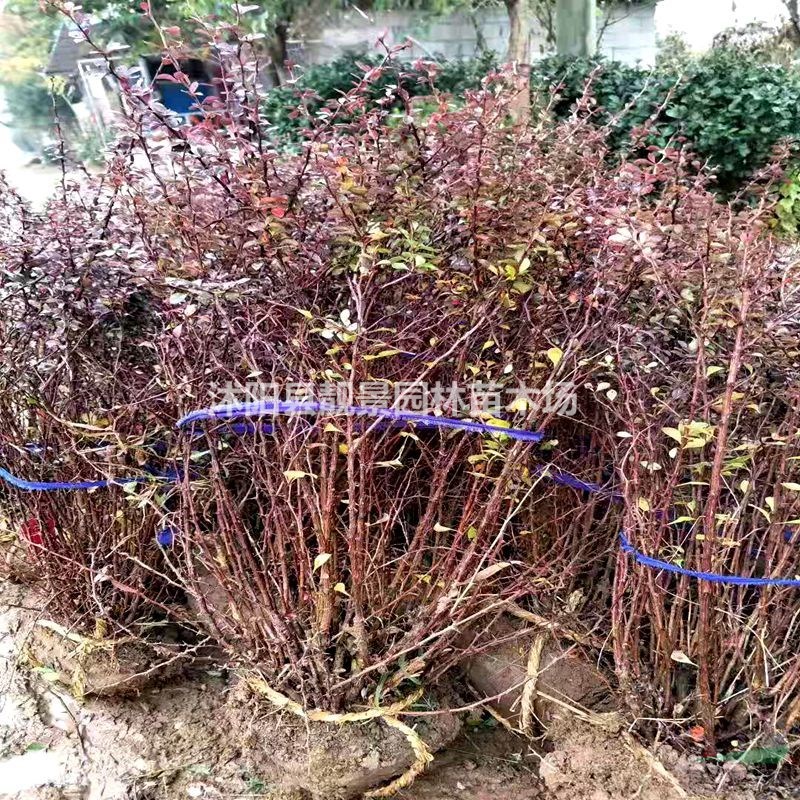 红叶小檗产地 红叶小檗毛球一株多少钱