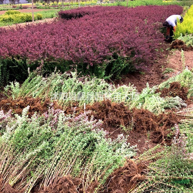 红叶小檗产地 红叶小檗毛球一株多少钱