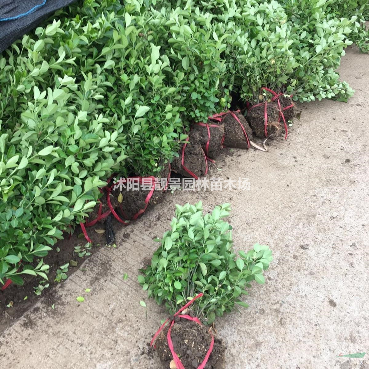 沭阳卫矛基地 胶东卫矛毛球一株多少钱