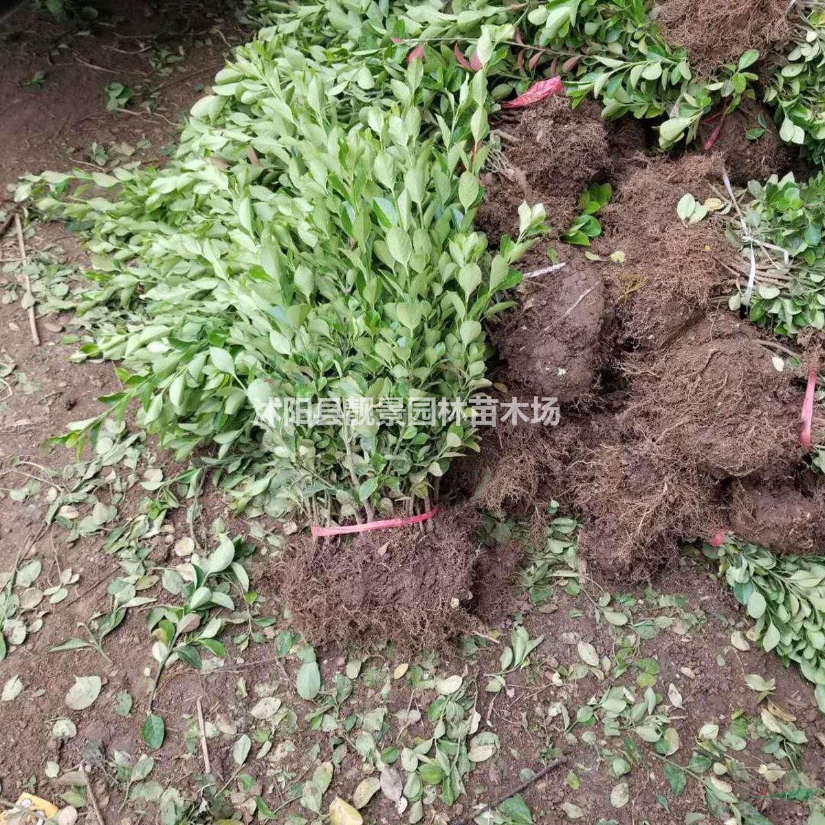 沭阳卫矛基地 胶东卫矛毛球一株多少钱