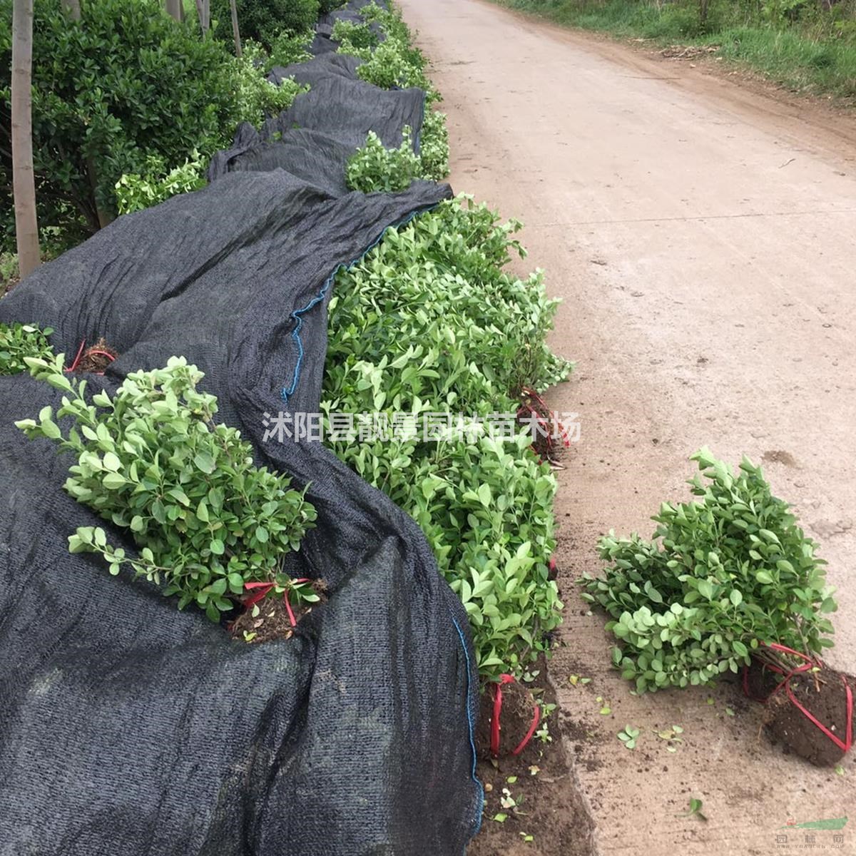 沭阳卫矛基地 胶东卫矛毛球一株多少钱