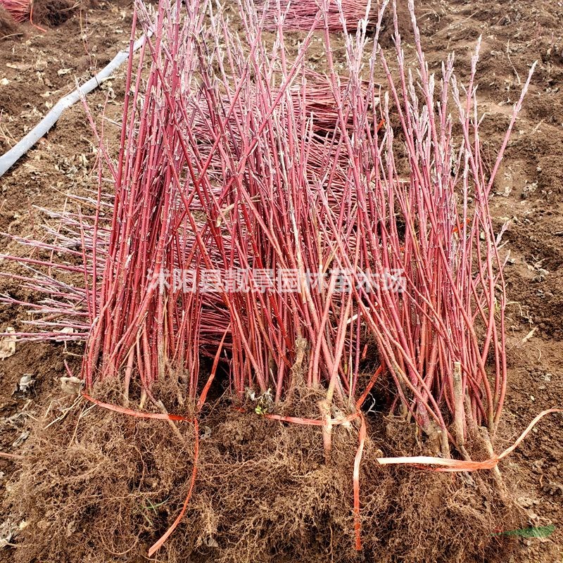 沭阳红瑞木产地 红瑞木毛球一株多少钱