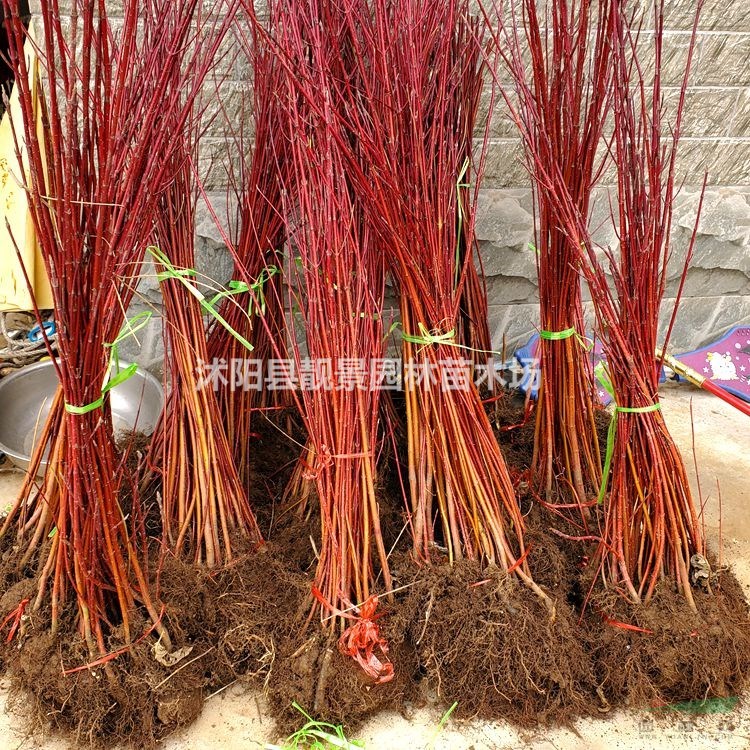 沭阳红瑞木产地 红瑞木毛球一株多少钱