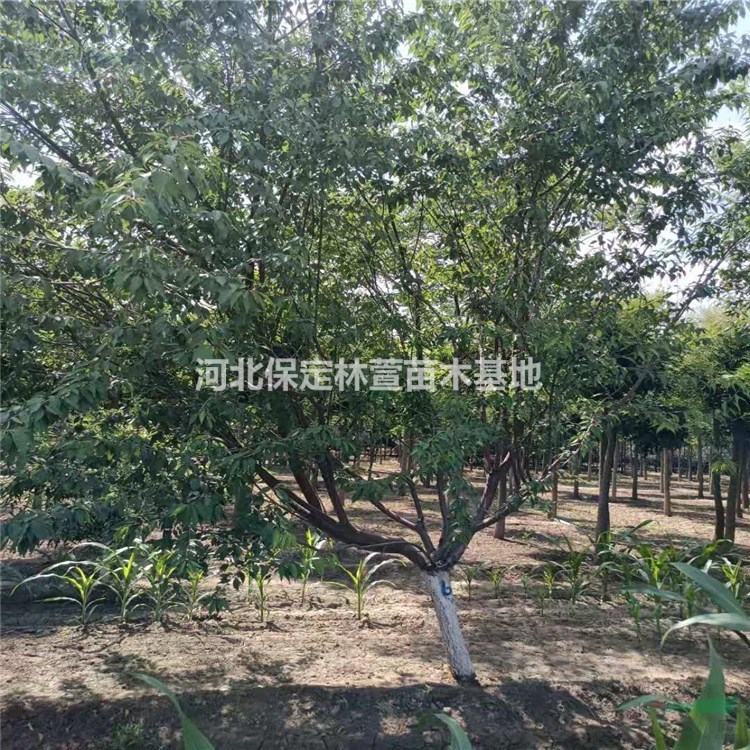 蘭歡 精品山桃 10公分山桃價格 河北山桃廠家 山桃價格