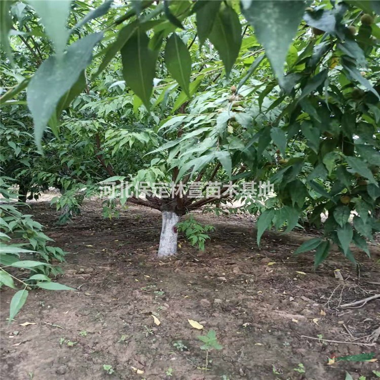  蘭歡 山桃 河北山桃苗木 8公分山桃價格 花樹山桃