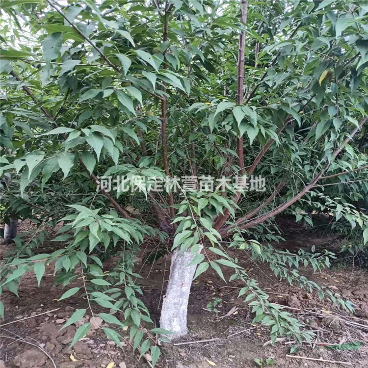  蘭歡 山桃 河北山桃苗木 8公分山桃價格 花樹山桃