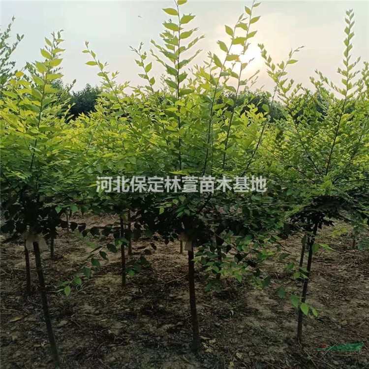 蘭歡 廠家批量直銷金葉榆 金葉榆樹苗 采購批發