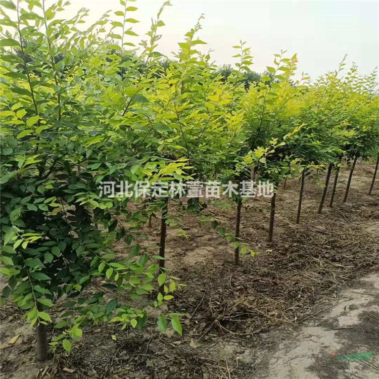 蘭歡 廠家批量直銷金葉榆 金葉榆樹苗 采購批發