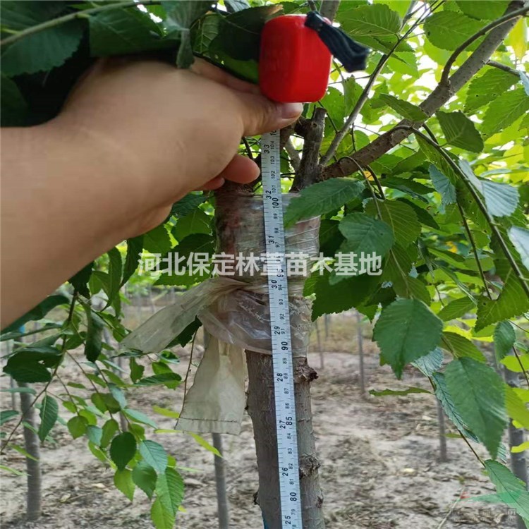  蘭歡 金葉榆 高桿金葉榆 金葉榆價格 金葉榆彩色苗木