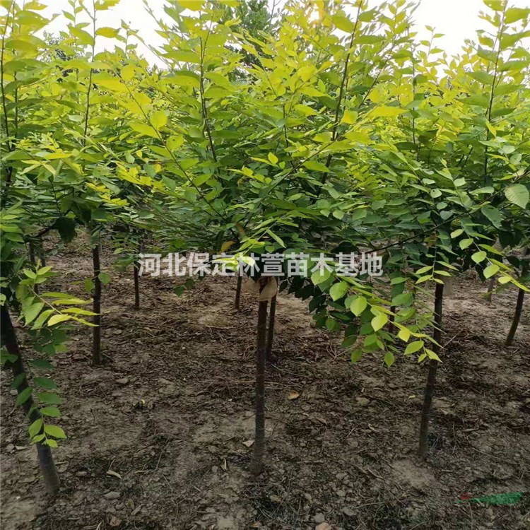  蘭歡 金葉榆 高桿金葉榆 金葉榆價格 金葉榆彩色苗木