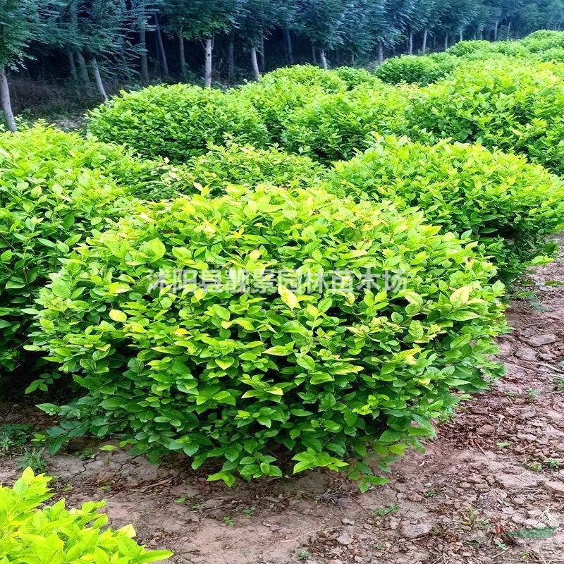 金叶女贞基地 沭阳金叶女贞毛球一株多少钱
