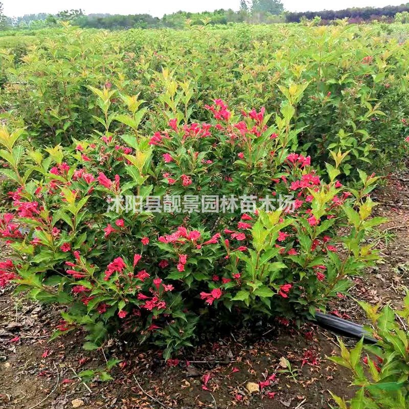 红王子锦带基地 紫叶锦带毛球一株多少钱