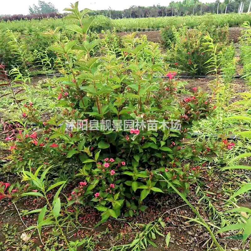 红王子锦带基地 紫叶锦带毛球一株多少钱