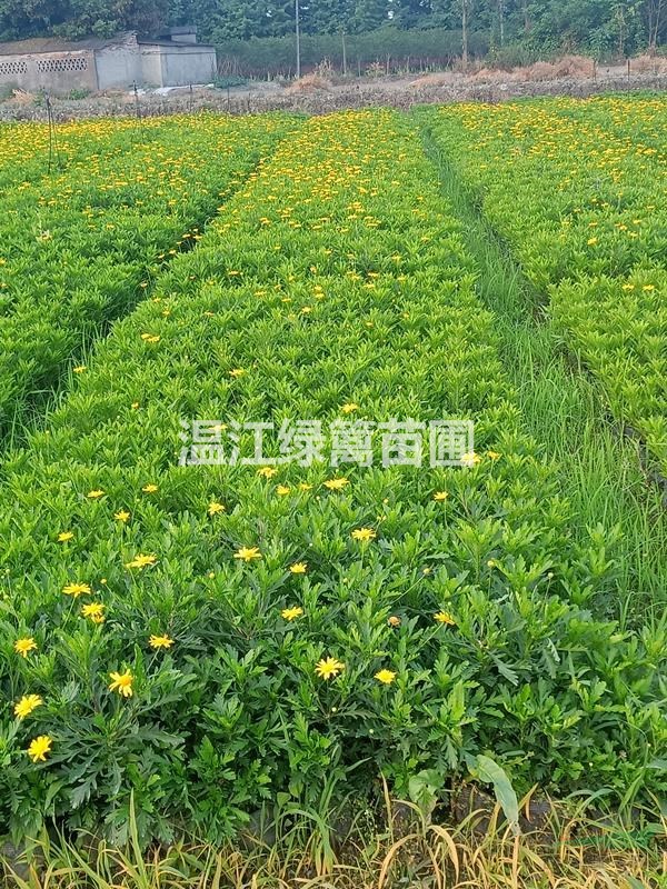 成都木春菊種植苗圃基地