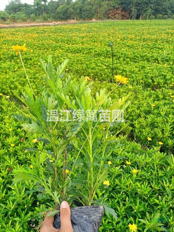 成都木春菊種植苗圃基地