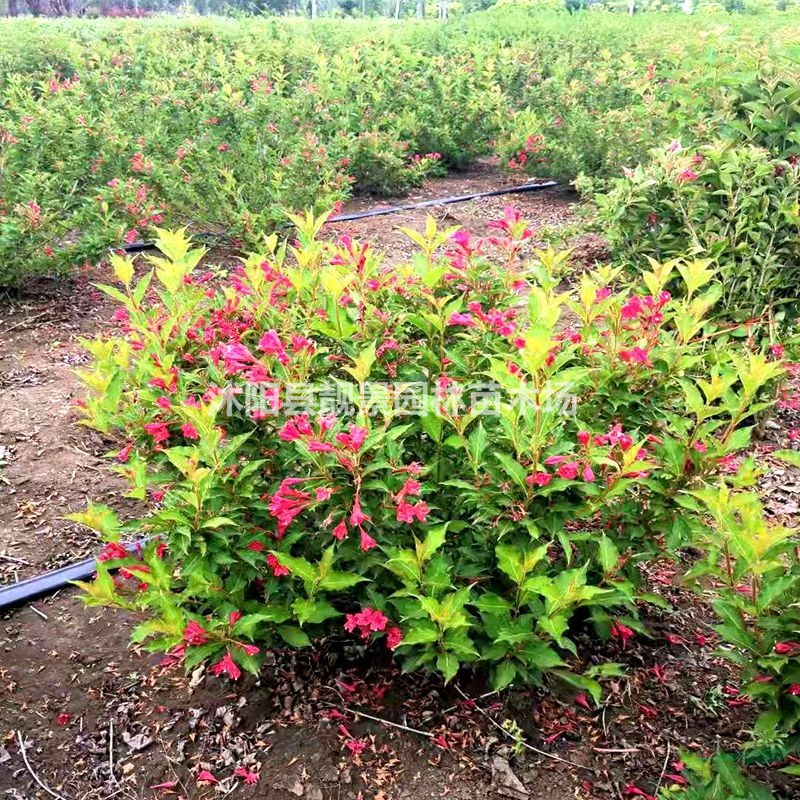 沭阳红王子锦带丛生 王子锦带毛球一株多少钱