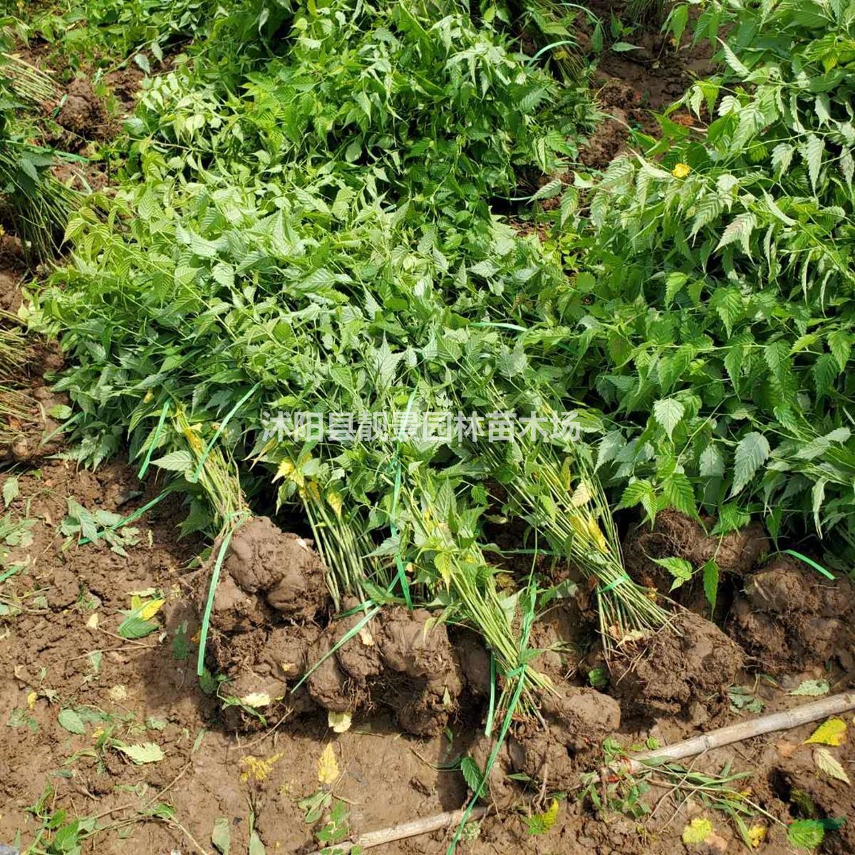 沭阳棣棠基地 棣棠毛球一株多少钱