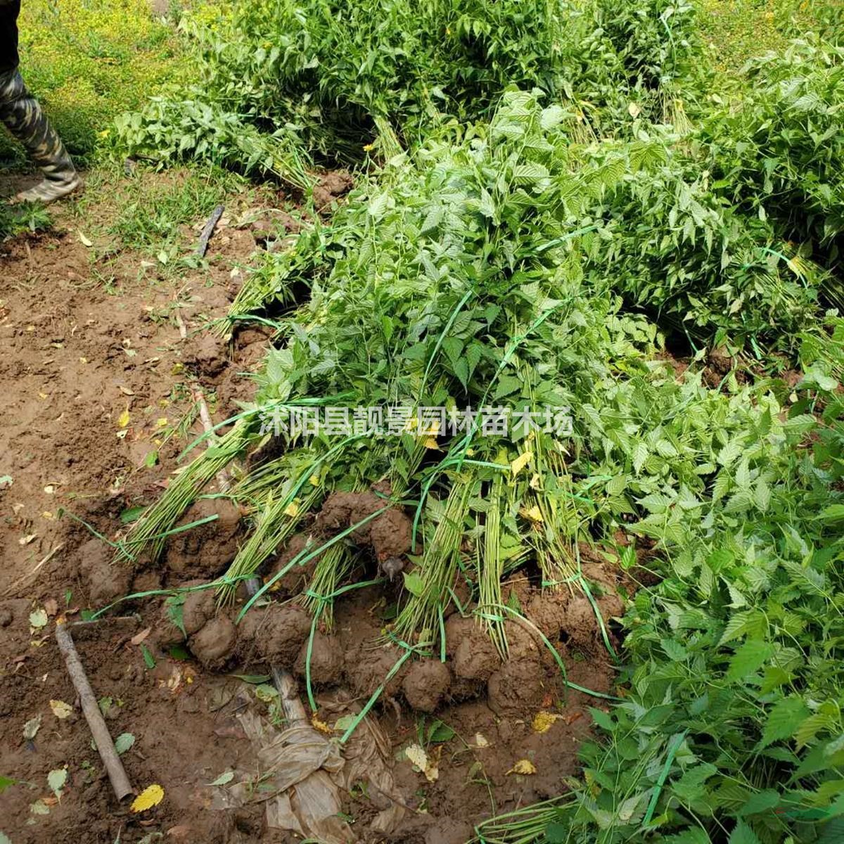 沭阳棣棠基地 棣棠毛球一株多少钱