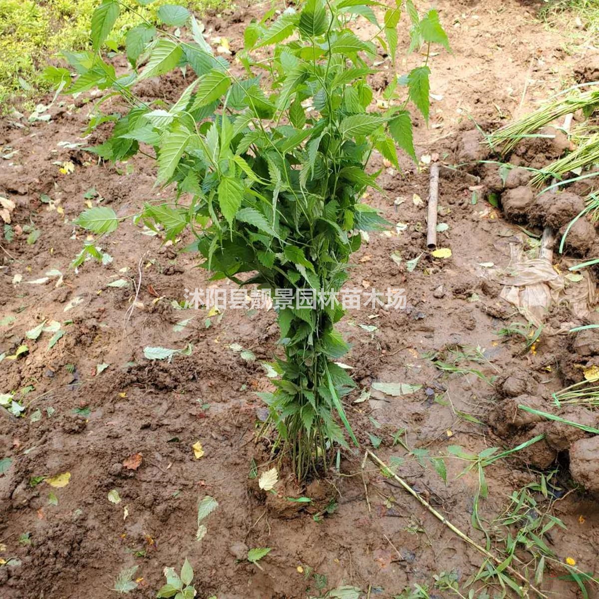 沭阳棣棠基地 棣棠毛球一株多少钱