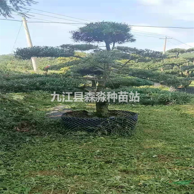 11公分造型罗汉松 精品造型罗汉松 罗汉松价格