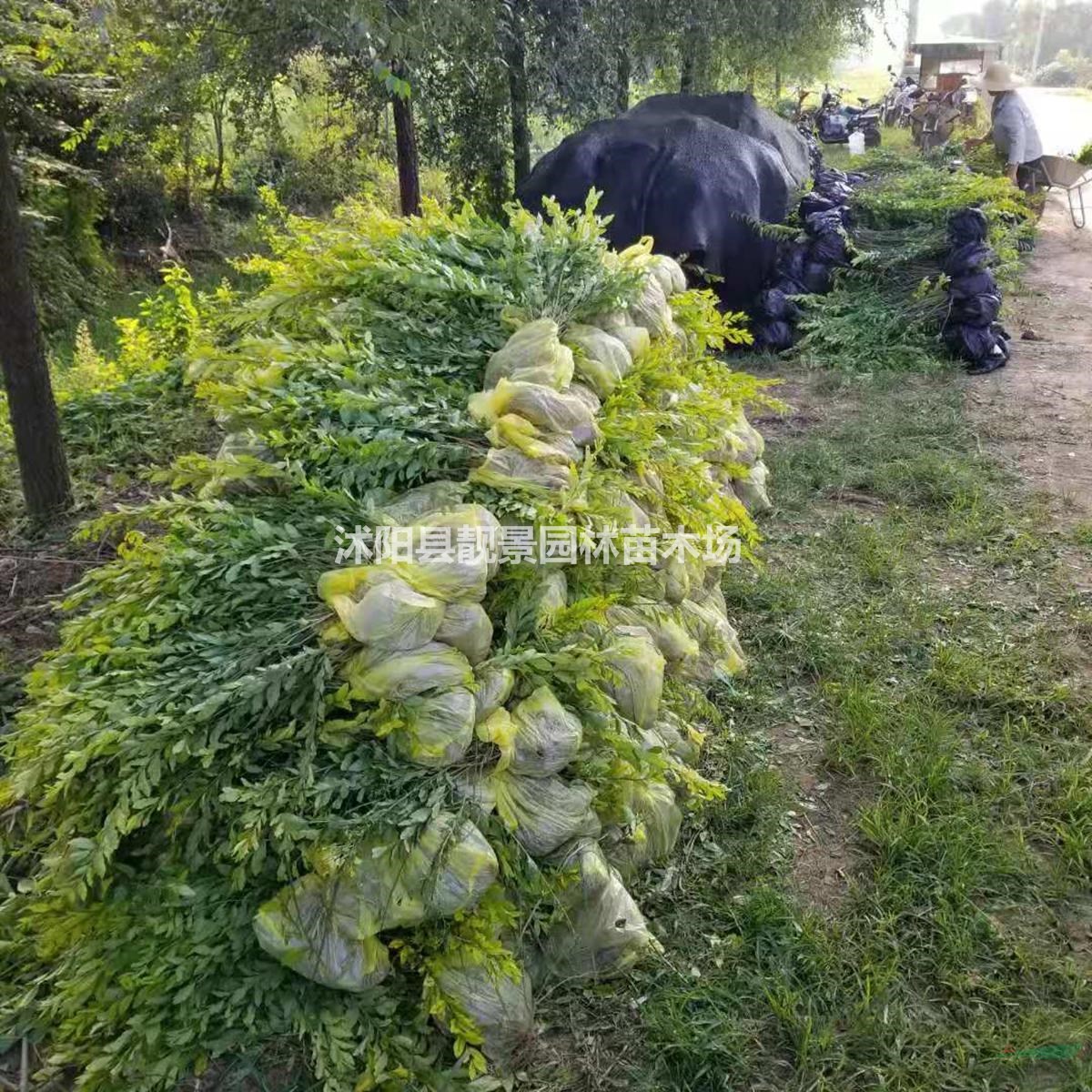 江苏金叶水腊产地 金叶水腊二年生一株多少钱