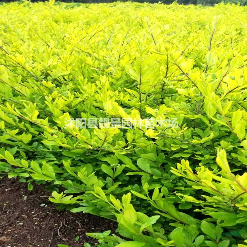 江苏金叶水腊产地 金叶水腊二年生一株多少钱