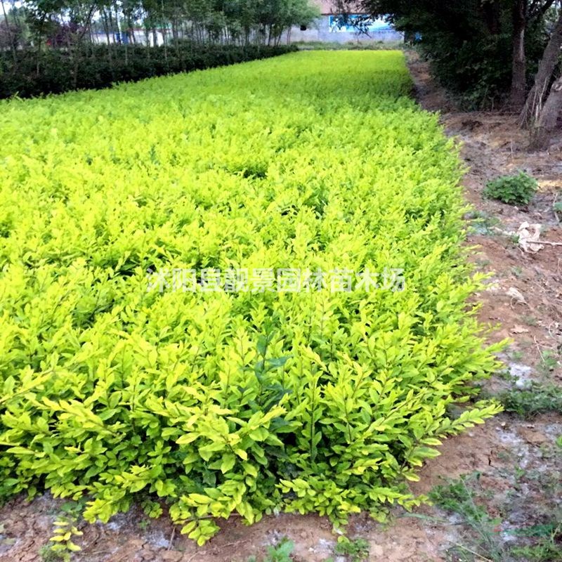 江苏金叶水腊产地 金叶水腊二年生一株多少钱