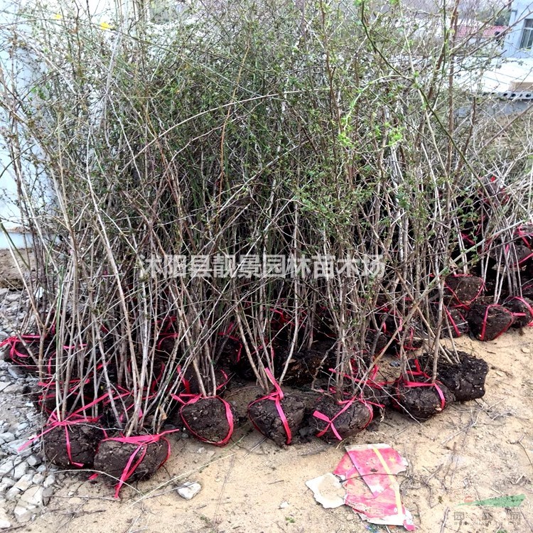 黄刺梅产地 黄刺玫毛球一株多少钱