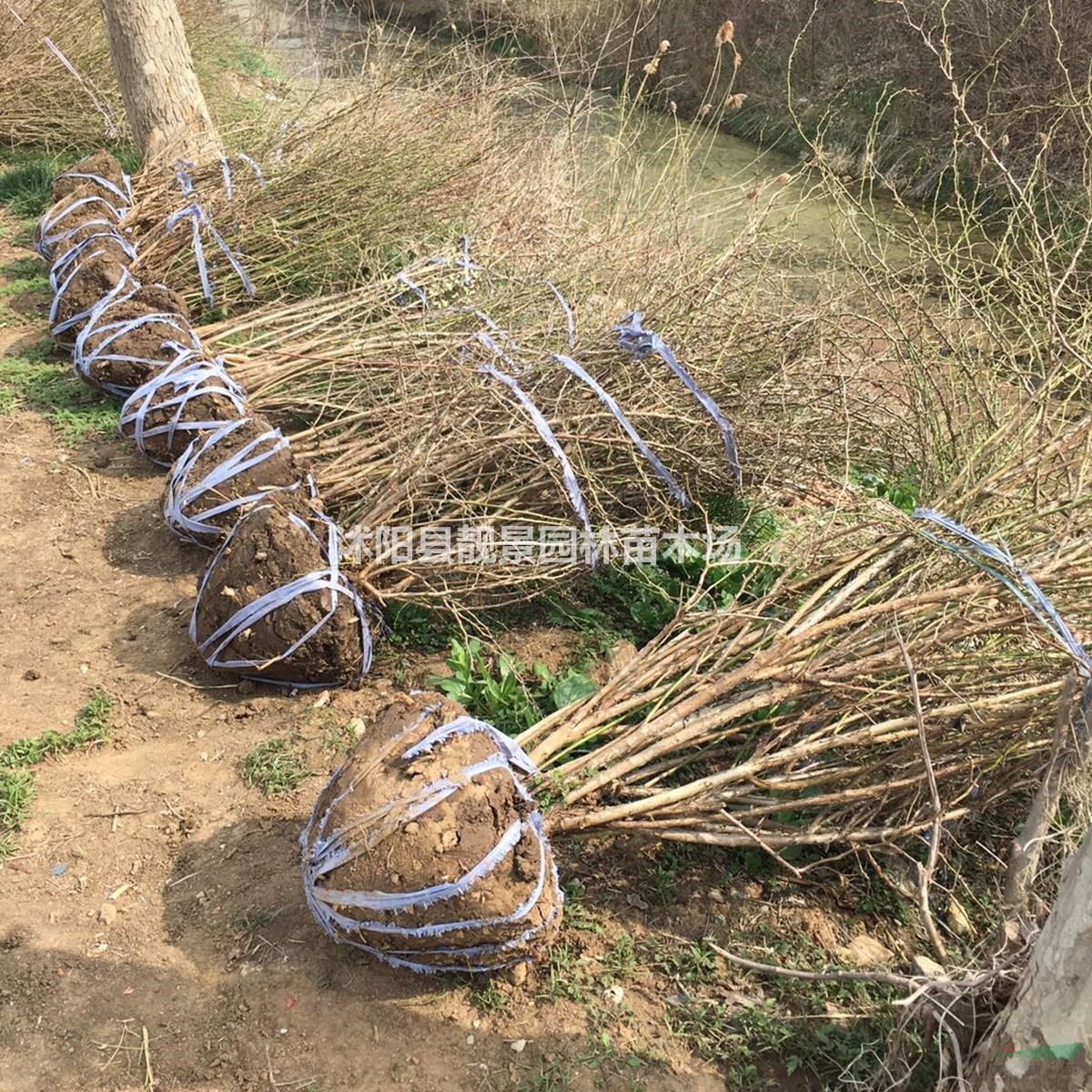 黄刺梅产地 黄刺玫毛球一株多少钱