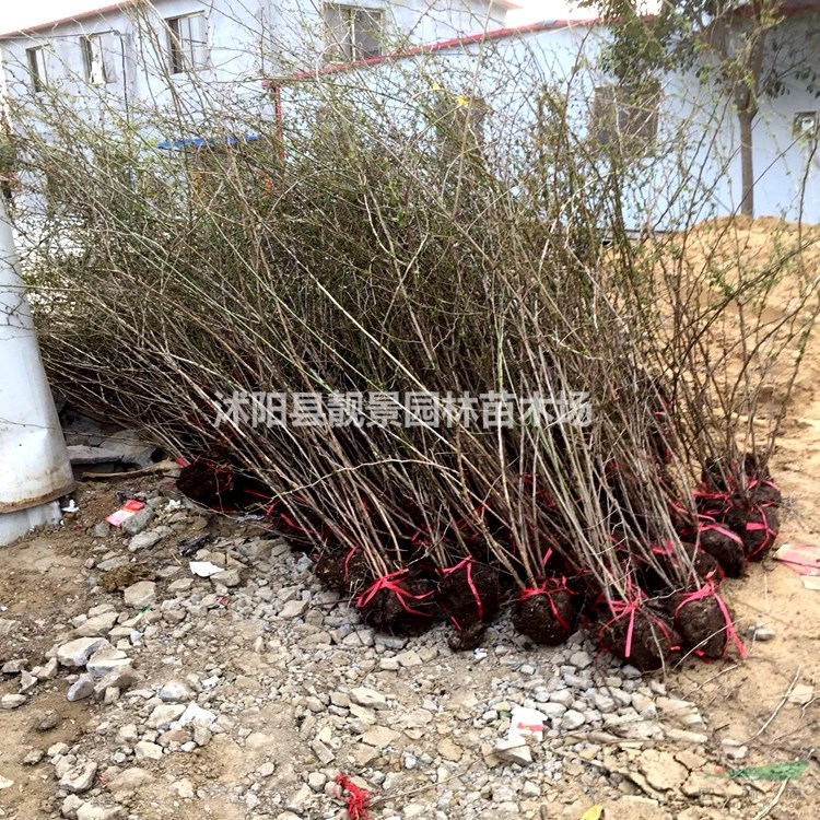 黄刺梅产地 黄刺玫毛球一株多少钱