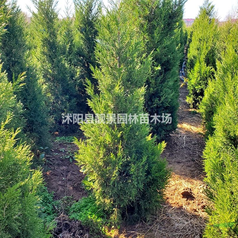 江苏蜀桧基地 蜀桧1.8米高多少钱