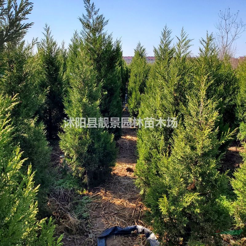 江苏蜀桧基地 蜀桧1.8米高多少钱