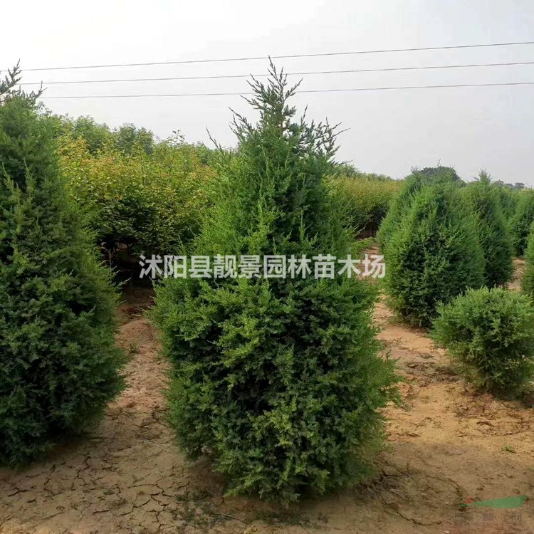 江苏蜀桧基地 蜀桧1.8米高多少钱