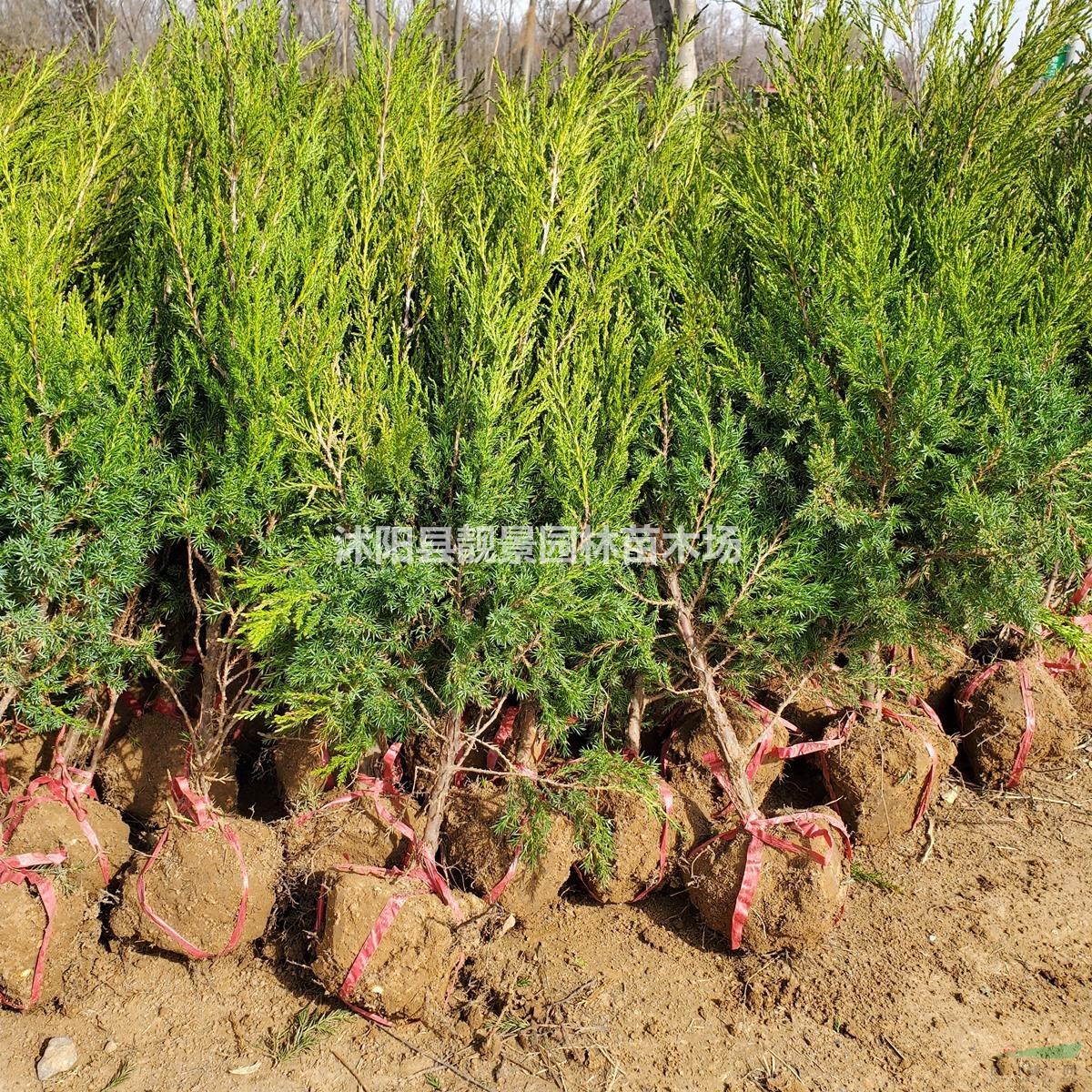 江苏塔柏基地 塔柏60公分高多少钱