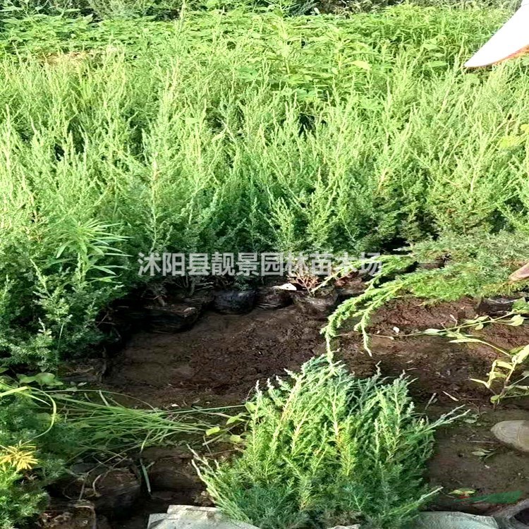 江苏塔柏基地 塔柏60公分高多少钱