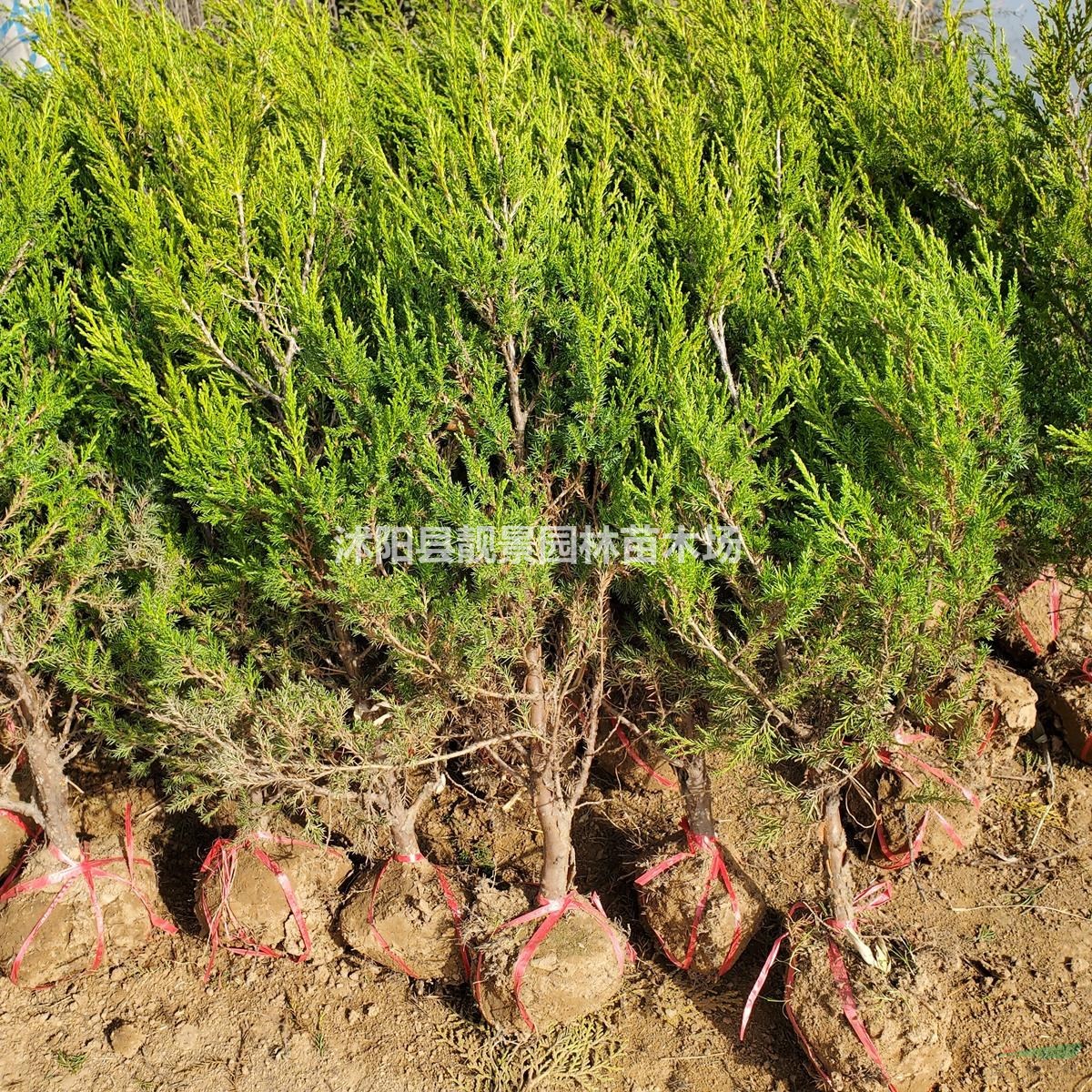 江苏塔柏基地 塔柏60公分高多少钱