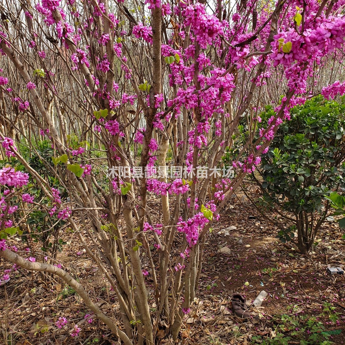 江苏紫荆树基地 紫荆丛生一株多少钱