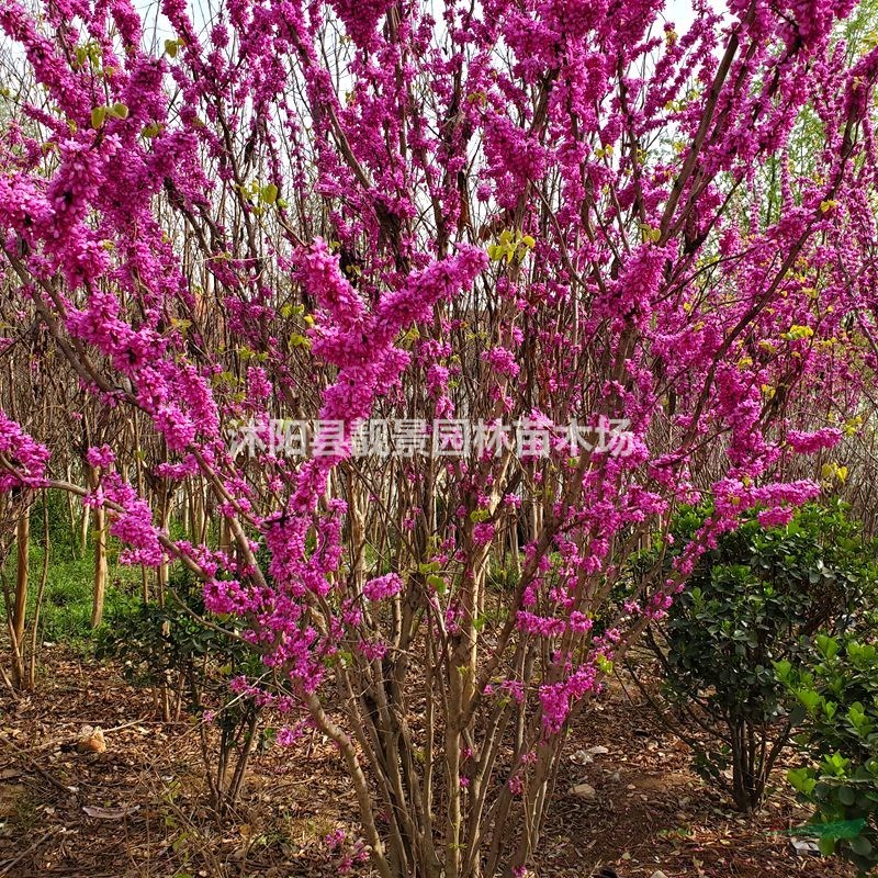 江苏紫荆树基地 紫荆丛生一株多少钱