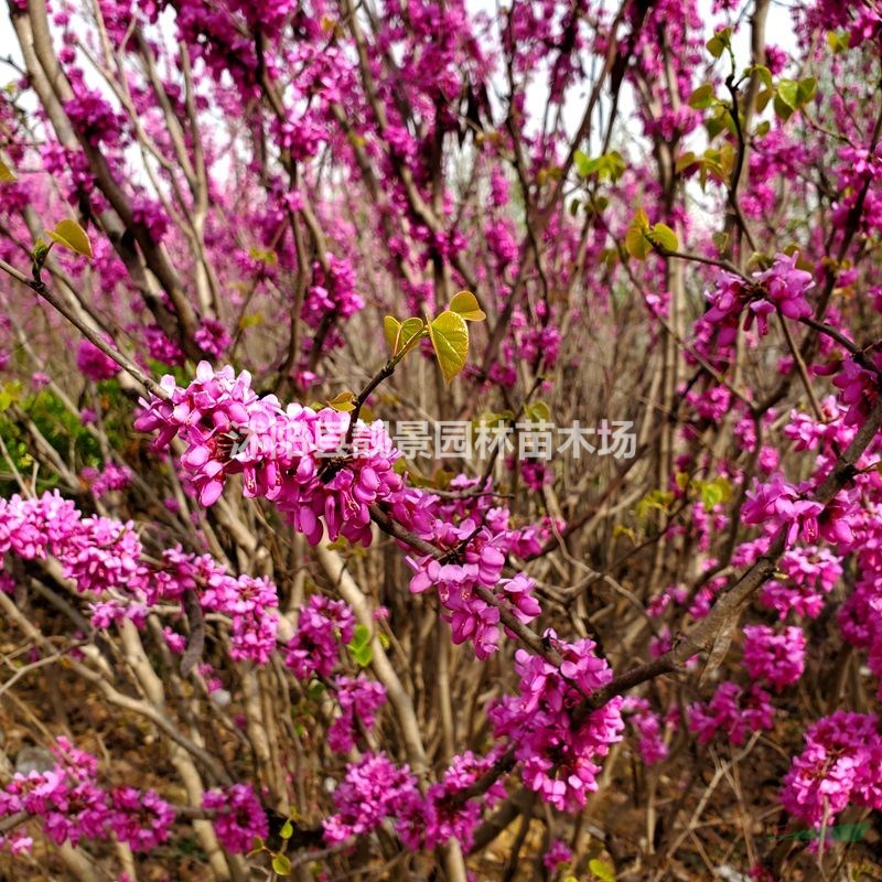 江苏紫荆树基地 紫荆丛生一株多少钱