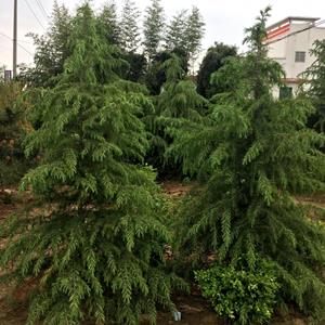江蘇雪松樹產地 雪松5米高多少錢