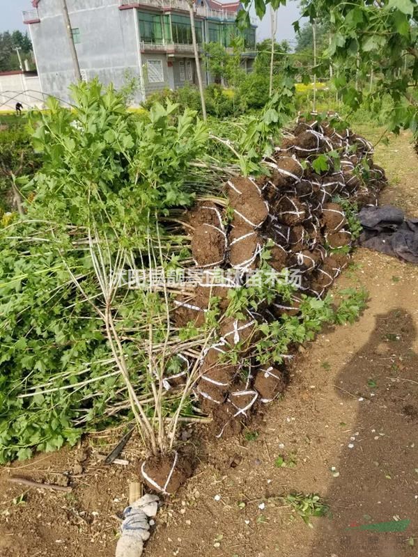 江苏天目琼花产地 天目琼花1米冠幅多少钱