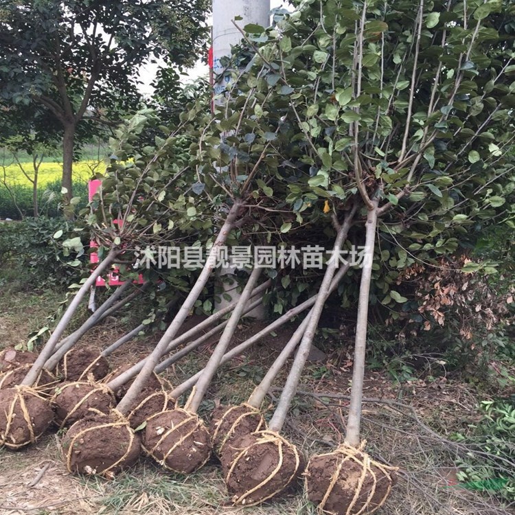 江苏西湖海棠基地 西府海棠5公分多少钱