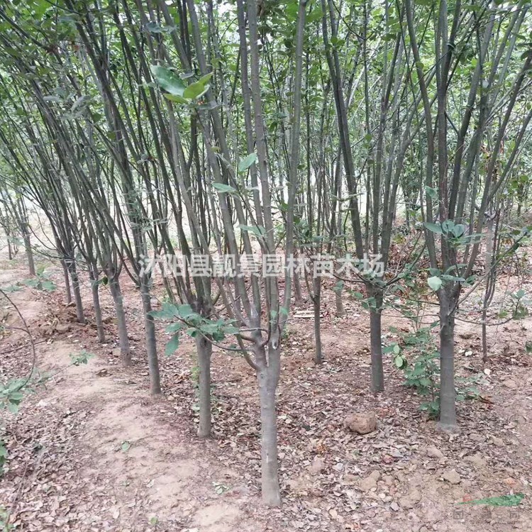 江苏西湖海棠基地 西府海棠5公分多少钱