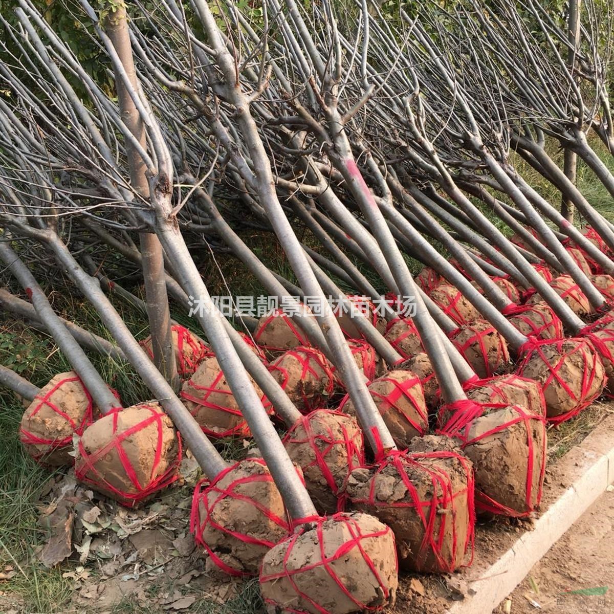 江苏西湖海棠基地 西府海棠5公分多少钱