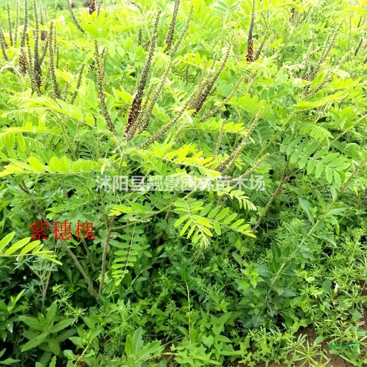 江苏紫穗槐产地 紫穗槐1米高多少钱